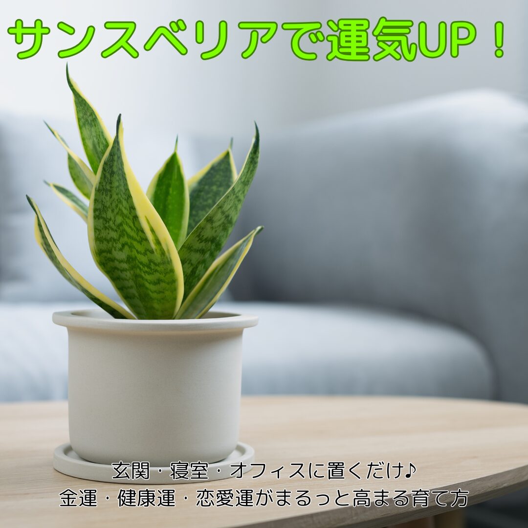 サンスベリアで金運・健康運・恋愛運アップ！置き場所と水やり・増やし方徹底ガイド初心者も安心の育て方全解説